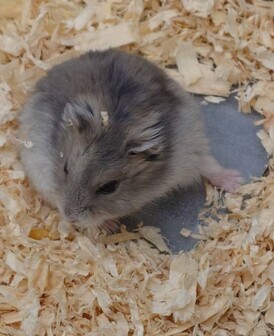 ジャンガリアンハムスターブルーサファイア（ペットアミ佐世保店）