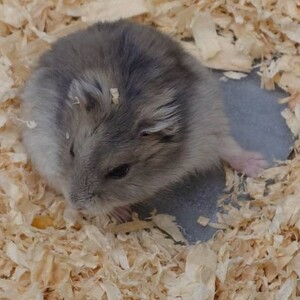 ジャンガリアンハムスターブルーサファイア（ペットアミ佐世保店）