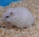 ジャンガリアンハムスターパールホワイト（佐世保店）