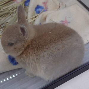 ネザーランドドワーフ（ペットアミ佐世保店）