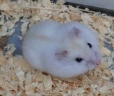 クリーミーラインジャンガリアンハムスター（ペットアミ佐世保店）