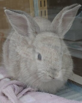 ホーランドロップ（ペットアミ佐世保店）