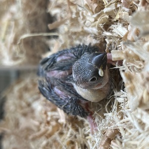 桜文鳥ヒナ（ペットアミ伊万里店）