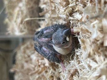 桜文鳥ヒナ（ペットアミ伊万里店）