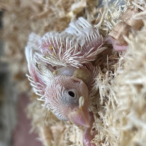 白文鳥ヒナ（ペットアミ伊万里店）