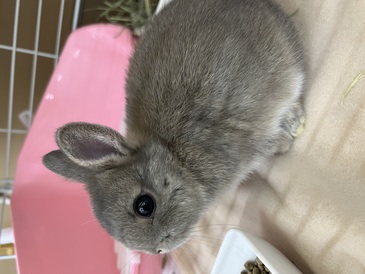 ネザーランドドワーフラビット(ペットアミ伊万里店)