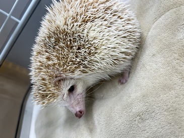 ピグシーヘッジホッグ(ペットアミ伊万里)