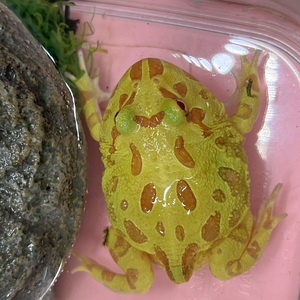 クランウェルツノガエル　イエロー(ペットアミ伊万里店)