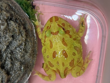 クランウェルツノガエル　イエロー(ペットアミ伊万里店)