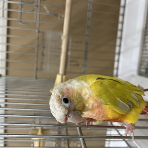 ウロコインコサンチーク（ペットアミ伊万里店）