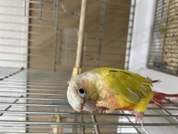 ウロコインコサンチーク（ペットアミ伊万里店）