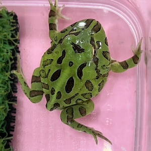 クランウェルツノガエル　グリーン(ペットアミ伊万里店)