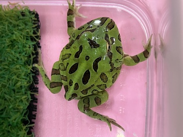 クランウェルツノガエル　グリーン(ペットアミ伊万里店)