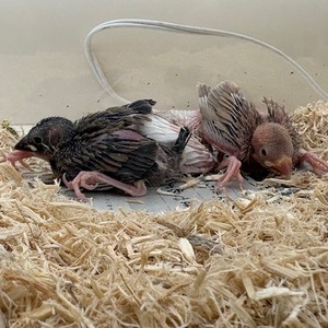 文鳥（ヒナ）（ペットアミ周船寺店）