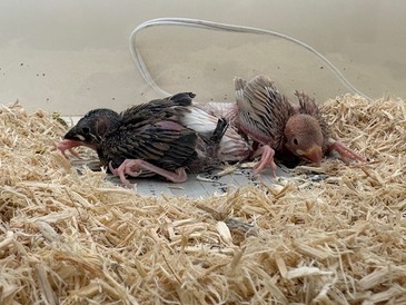 文鳥（ヒナ）（ペットアミ周船寺店）