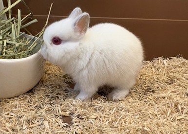 ネザーランドドワーフ