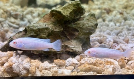 アフリカンシクリッド　各種