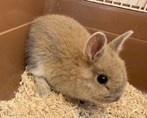 ネザーランドドワーフ