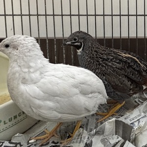 ヒメウズラ(ペア)