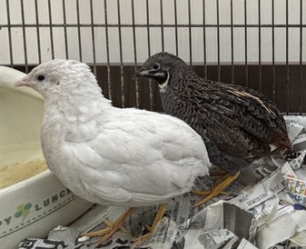 ヒメウズラ(ペア)