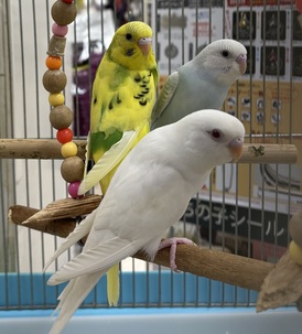 セキセイインコ(わんわんペットセンター)