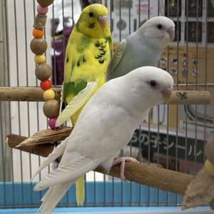 セキセイインコ(わんわんペットセンター)