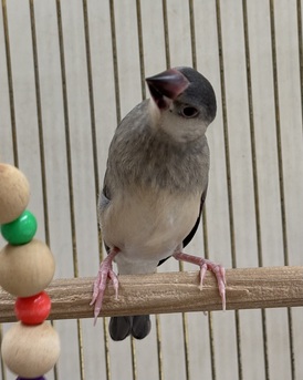 桜文鳥(わんわんペットセンター)