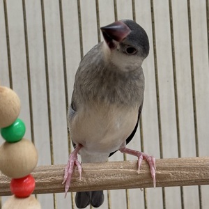 桜文鳥(わんわんペットセンター)