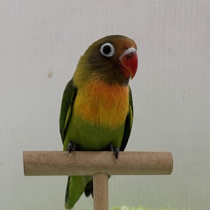 ボタンインコ(わんわんペットセンター)