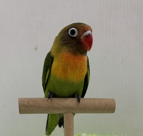 ボタンインコ(わんわんペットセンター)