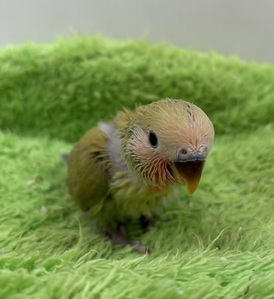 コザクラインコ(わんわんペットセンター)