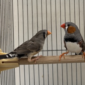  キンカチョウ　ペア