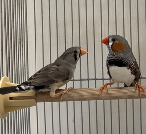  キンカチョウ　ペア