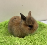 MIXうさぎ(ライオンヘッド×ネザーランド)