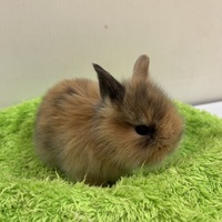 わんわんペットセンター