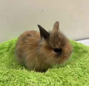 ＭＩＸうさぎ（ライオンヘッド×ネザーランド）わんわんペットセンター