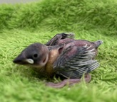 シルバー文鳥（わんわんペットセンター）