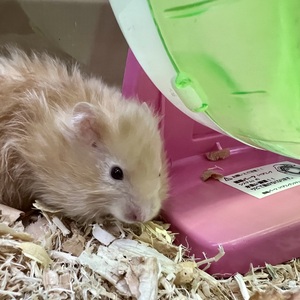 ロングヘアーゴールデンハムスター(ペットアミ伊万里店)
