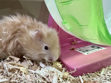 ロングヘアーゴールデンハムスター(ペットアミ伊万里店)