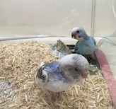 セキセイインコ【ヒナ】（周船寺店）