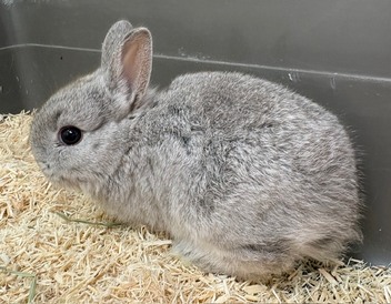 ネザーランドドワーフ