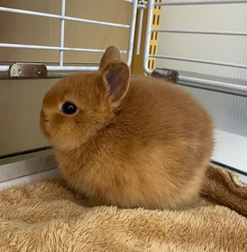 ネザーランドドワーフラビット(ペットアミ伊万里店)