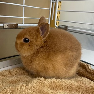 ネザーランドドワーフラビット(ペットアミ伊万里店)