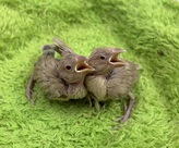 シナモン文鳥(わんわんペットセンター)