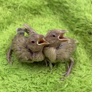 シナモン文鳥(わんわんペットセンター)