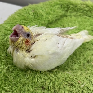 オカメインコ(わんわんペットセンター)