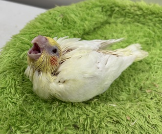 オカメインコ(わんわんペットセンター)