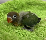 ボタンインコ（わんわんペットセンター）