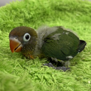 ボタンインコ(わんわんペットセンター)