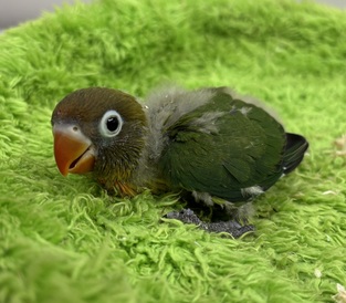 ボタンインコ(わんわんペットセンター)